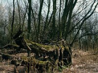 NL, Noord-Brabant, Drimmelen 36, 1960, Saxifraga-Jules Witlox