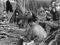 NL, Noord-Brabant, Drimmelen 6, 1960, Saxifraga-Jules Witlox