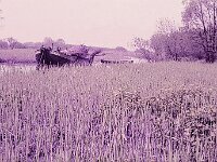 NL, Noord-Brabant, Drimmelen 63, 1960, Saxifraga-Jules Witlox