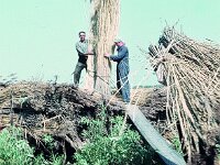 NL, Noord-Brabant, Drimmelen 65, 1960, Saxifraga-Jules Witlox
