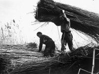 NL, Noord-Brabant, Drimmelen 7, 1960, Saxifraga-Jules Witlox