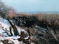 NL, Noord-Brabant, Drimmelen 71, 1960, Saxifraga-Jules Witlox