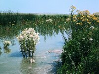 NL, Noord-Brabant, Drimmelen, Boerenplaat 1, 1960, Saxifraga-Jules Witlox