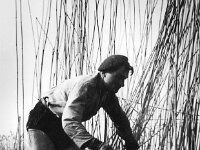 NL, Noord-Brabant, Drimmelen, Hofmansplaat 1, 1960, Saxifraga-Jules Witlox