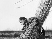NL, Noord-Brabant, Drimmelen, Hofmansplaat 2, 1960, Saxifraga-Jules Witlox