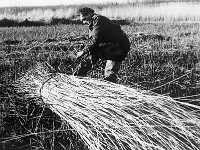 NL, Noord-Brabant, Drimmelen, Hofmansplaat 3, 1960, Saxifraga-Jules Witlox