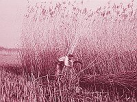 NL, Noord-Brabant, Drimmelen, Hofmansplaat 36, 1960, Saxifraga-Jules Witlox
