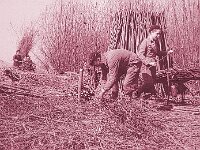 NL, Noord-Brabant, Drimmelen, Hofmansplaat 44, 1960, Saxifraga-Jules Witlox
