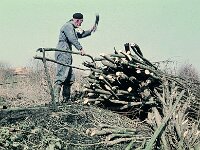 NL, Noord-Brabant, Drimmelen, Hofmansplaat 45 1960, Saxifraga-Jules Witlox