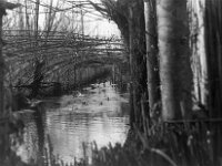 NL, Noord-Brabant, Drimmelen, Hofmansplaat 7, 1960, Saxifraga-Jules Witlox