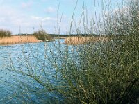 NL, Noord-Brabant, Drimmelen, Hofmansplaat 9, 1960, Saxifraga-Jules Witlox