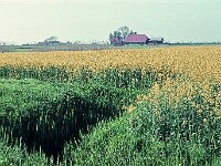 NL, Noord-Brabant, Drimmelen, Polder Moken 1, 1960, Saxifraga-Jules Witlox