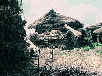 NL, Noord-Brabant, Drimmelen, Stroomgat 3, 1960, Saxifraga-Jules Witlox