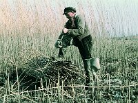 NL, Noord-Brabant, Drimmelen, Stroomgat 7, 1960, Saxifraga-Jules Witlox
