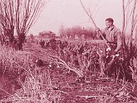 NL, Noord-Brabant, Drimmelen, Toontjesplaat 1, 1960, Saxifraga-Jules Witlox