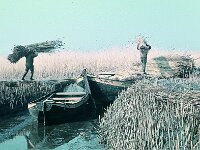 NL, Noord-Brabant, Drimmelen, Toontjesplaat 1, 1960, Saxifraga-Jules Witlox
