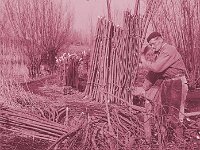 NL, Noord-Brabant, Drimmelen, Toontjesplaat 2, 1960, Saxifraga-Jules Witlox