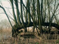 NL, Noord-Brabant, Drimmelen, Vischplaat 1, 1960, Saxifraga-Jules Witlox