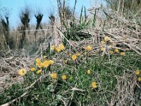 NL, Noord-Brabant, Drimmelen, Vischplaat 3, 1960, Saxifraga-Jules Witlox