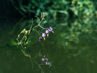 Solanum dulcamara 1, 1960, Saxifraga-Jules Witlox