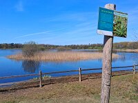 NL, Noord-Brabant, Eersel, Grootmeer 21, Saxifraga-Tom Heijnen