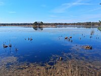NL, Noord-Brabant, Eersel, Landschotse Heide 12, Saxifraga-Tom Heijnen