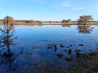 NL, Noord-Brabant, Eersel, Landschotse Heide 13, Saxifraga-Tom Heijnen
