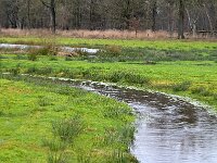 NL, Noord-Brabant, Eersel, Landschotse Heide 9, Saxifraga-Tom Heijnen