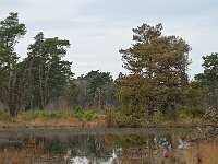 NL, Noord-Brabant, Heeze-Leende, Spinsterberg 5, Saxifraga-Tom Heijnen