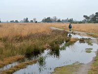 NL, Noord-Brabant, Heeze-Leende, Strabrechtse Heide 6, Saxifraga-Tom Heijnen
