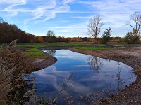 NL, Noord-Brabant, Heeze-Leende, Tongelreep near Bruggerhuizen 2, Saxifraga-Tom Heijnen