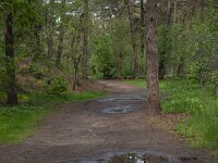 Forest path with rain pool reflecting trees in Loonse en Drunense Duinen National Nark, North Brabant, Netherlands  Forest path with rain pool reflecting trees in Loonse en Drunense Duinen National Nark, North Brabant, Netherlands : forest, woodland, woods, tree, trees, trunk, trunks, foliage, green, nature, natural, leaf, leaves, rural, landscape, rural landscape, rural scene, non-urban landscape, non-urban scene, outside, outdoor, outdoors, no people, nobody, season, summer, summertime, Loonse en Drunense Duinen, national park, np, North Brabant, Netherlands, Dutch, Holland, Europe, European, path, wood-path, forest path, track, rain pool, pool, reflection, reflected, mirroring, mirrored