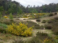 Flowering Common Broom (Cytisus scoparius) in valley of Loonse en Drunense Duinen National Park, North Brabant, Netherlands  Flowering Common Broom (Cytisus scoparius) in valley of Loonse en Drunense Duinen National Park, North Brabant, Netherlands : broom, common broom, scottish broom, Cytisus scoparius, cytisus, yellow, flower, flowers, flowering, in flower, petal, petals, bloom, blooming, in bloom, growth, color, beautiful, beauty, beauty in nature, plant, plants, botany, botanical, vascular plant, flora, floral, nature, natural, blossom, blossoming, in blossom, wild, wildflower, spring, springtime, valley, loonse en drunense duinen, national park, np, nature protection, protected area, rural, landscape, rural landscape, rural scene, non-urban landscape, non-urban scene, outside, outdoor, outdoors, no people, nobody, summer, summertime, europe, european, netherlands, holland, dutch, north brabant