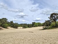 Small sanddrift in Loonse en Drunense Duinen nationlal park, North Brabant, Netherlands  Small sanddrift in Loonse en Drunense Duinen nationlal park, North Brabant, Netherlands : sand drift, drifting sand, sand, sandy, loonse en drunense duinen, national park, np, rural, landscape, rural landscape, rural scene, non-urban landscape, non-urban scene, outside, outdoor, outdoors, no people, nobody, season, summer, summertime, spring, springtime, tree, trees, woodland, forest, nature, natural, nature protection, north brabant, dutch, netherlands, europe, european