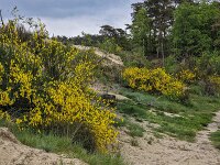 Flowering Common Broom (Cytisus scoparius) in valley of Loonse en Drunense Duinen National Park, North Brabant, Netherlands  Flowering Common Broom (Cytisus scoparius) in valley of Loonse en Drunense Duinen National Park, North Brabant, Netherlands : broom, common broom, scottish broom, Cytisus scoparius, cytisus, yellow, flower, flowers, flowering, in flower, petal, petals, bloom, blooming, in bloom, growth, color, beautiful, beauty, beauty in nature, plant, plants, botany, botanical, vascular plant, flora, floral, nature, natural, blossom, blossoming, in blossom, wild, wildflower, spring, springtime, valley, loonse en drunense duinen, national park, np, nature protection, protected area, rural, landscape, rural landscape, rural scene, non-urban landscape, non-urban scene, outside, outdoor, outdoors, no people, nobody, summer, summertime, europe, european, netherlands, holland, dutch, north brabant