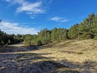 Small sand drift in Dutch  Loonse en Drunense Duinen National Park  Small sand drift in Dutch  Loonse en Drunense Duinen National Park : sand drift, loonse en drunense duinen, national park, np, forest, woodland, sand, sandy, blue sky, nature protection, protected area, nature, natural, rural, landscape, rural landscape, rural scene, non-urban landscape, non-urban scene, outside, outdoor, outdoors, no people, nobody, summer, summertime, fall, autumn, autumnal, europe, european, netherlands, holland, dutch, north brabant