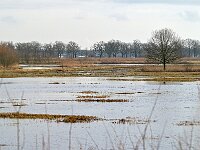 NL, Noord-Brabant, Hilvarenbeek, Diessens Broek 15, Saxifraga-Tom Heijnen