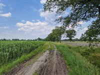 Typical landscape of eastern part of Dutch province North Brabant  Typical landscape of eastern part of Dutch province North Brabant : Dutch province, North Brabant, Zeeland, Dutch, Netherlands, Holland, Europe, european, track, road, path, grass, verge, green, horizon, sky, clouds, tree, trees, countryside, rural, landscape, rural landscape, rural scene, non-urban landscape, non-urban scene, outside, outdoor, outdoors, no people, nobody, season, summer, summertime, agriculture, agricultural