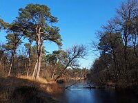 NL, Noord-Brabant, Oisterwijk, Oisterwijkse Bossen 2, Saxifraga-Tom Heijnen