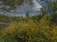 NL, Noord-Brabant, Oisterwijk, Voorste Stroom 29, Saxifraga-Jan van der Straaten