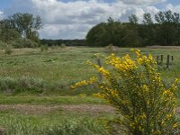 NL, Noord-Brabant, Oisterwijk, Voorste Stroom 38, Saxifraga-Jan van der Straaten