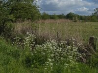 NL, Noord-Brabant, Oisterwijk, Voorste Stroom 50, Saxifraga-Jan van der Straaten