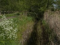 NL, Noord-Brabant, Oisterwijk, Voorste Stroom 53, Saxifraga-Jan van der Straaten