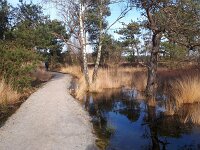 NL, Noord-Brabant, Someren, Beuven 34, Saxifraga-Tom Heijnen