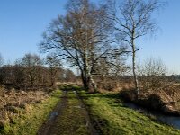 NL, Noord-Brabant, Tilburg, Hoevense Steeg 10, Saxifraga-Jan van der Straaten