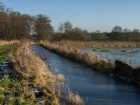 NL, Noord-Brabant, Tilburg, Hoevense Steeg 14, Saxifraga-Jan van der Straaten