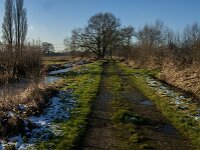 NL, Noord-Brabant, Tilburg, Hoevense Steeg 16, Saxifraga-Jan van der Straaten