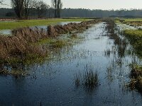 NL, Noord-Brabant, Tilburg, Hoevense Steeg 9, Saxifraga-Jan van der Straaten