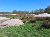 NL, Noord-Brabant, Valkenswaard, Patersgronden 10, Saxifraga-Tom Heijnen
