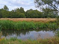 NL, Noord-Brabant, Valkenswaard, Patersgronden 11, Saxifraga-Tom Heijnen